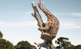 De ce are girafa gâtul lung ?