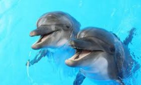 SMURD  pentru delfini